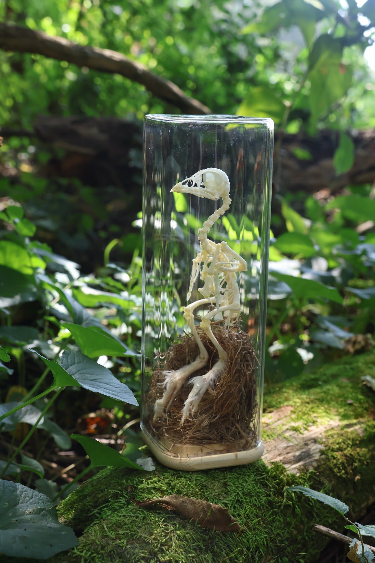 Sub-Adult Brahma Chicken Articulation in Glass Display Case