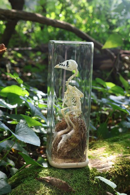 Sub-Adult Brahma Chicken Articulation in Glass Display Case