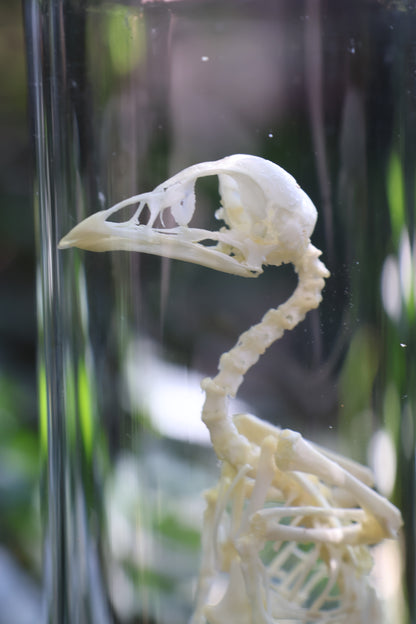 Sub-Adult Brahma Chicken Articulation in Glass Display Case