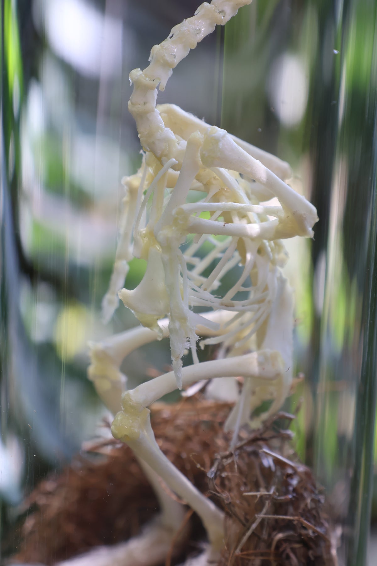Sub-Adult Brahma Chicken Articulation in Glass Display Case