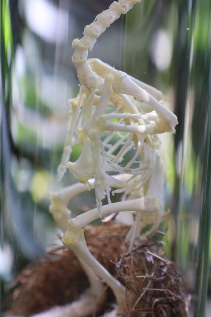 Sub-Adult Brahma Chicken Articulation in Glass Display Case