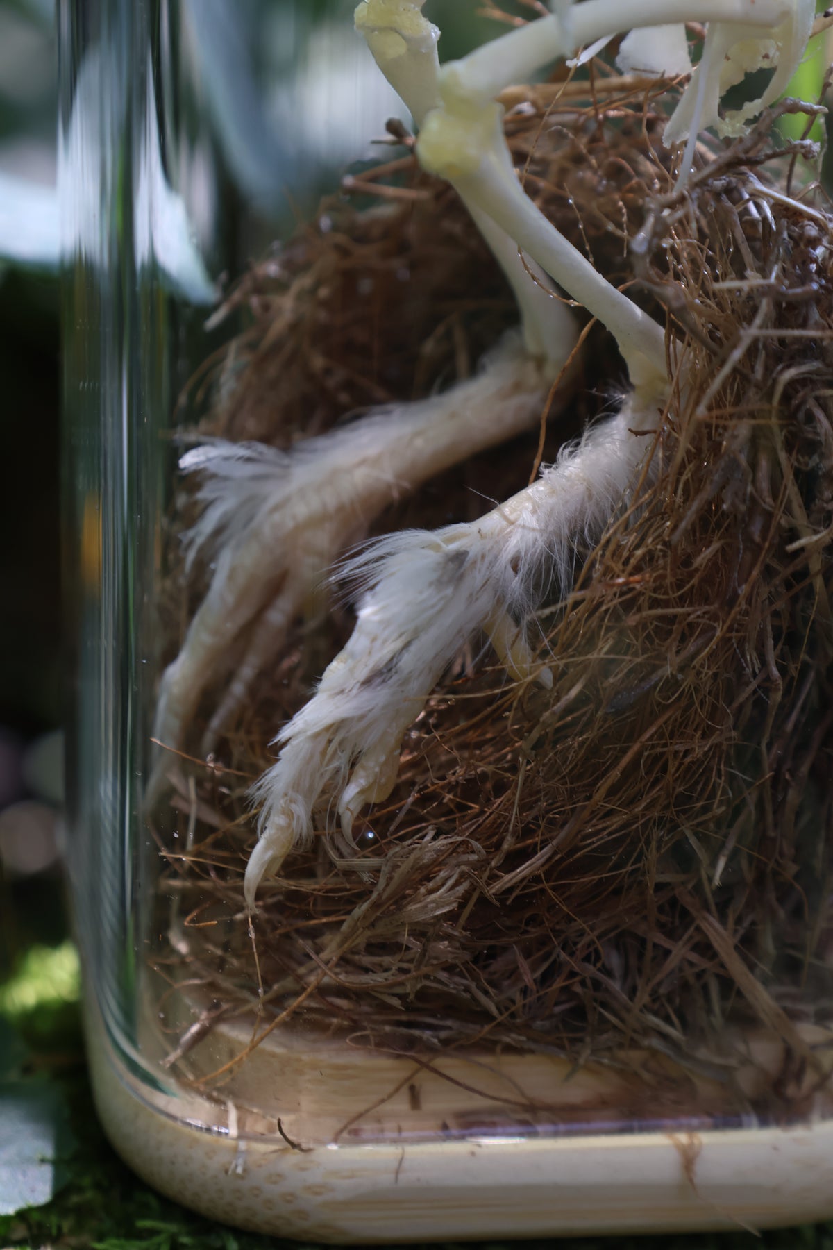 Sub-Adult Brahma Chicken Articulation in Glass Display Case
