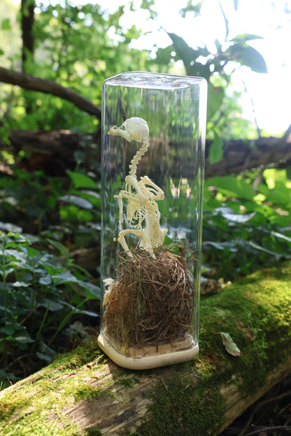Sub-Adult Brahma Chicken Articulation in Glass Display Case