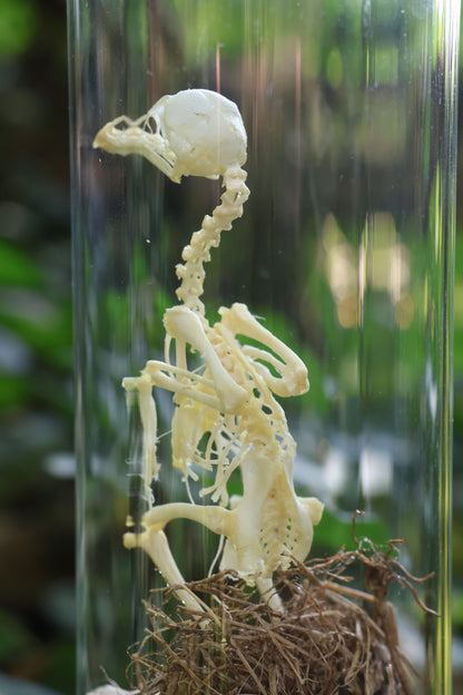 Sub-Adult Brahma Chicken Articulation in Glass Display Case