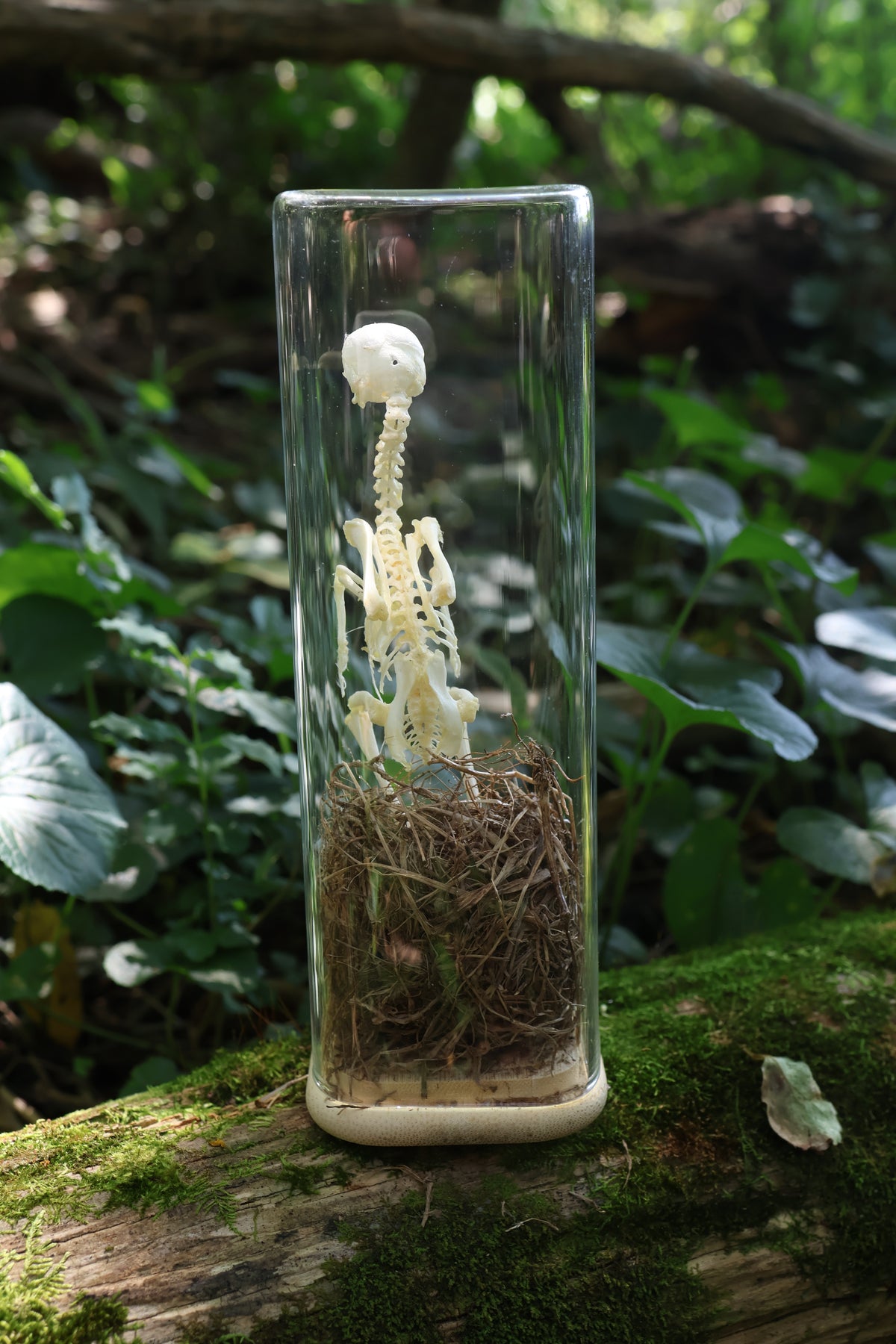 Sub-Adult Brahma Chicken Articulation in Glass Display Case