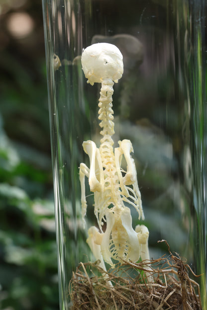 Sub-Adult Brahma Chicken Articulation in Glass Display Case