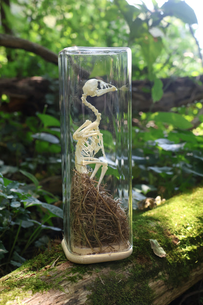 Sub-Adult Brahma Chicken Articulation in Glass Display Case