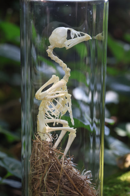 Sub-Adult Brahma Chicken Articulation in Glass Display Case