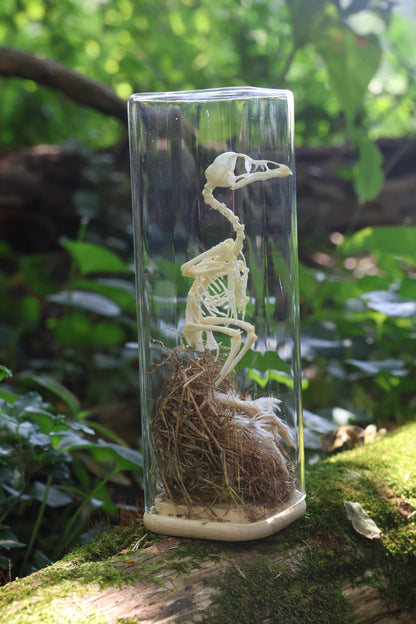 Sub-Adult Brahma Chicken Articulation in Glass Display Case