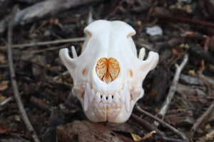 Coyote Skull