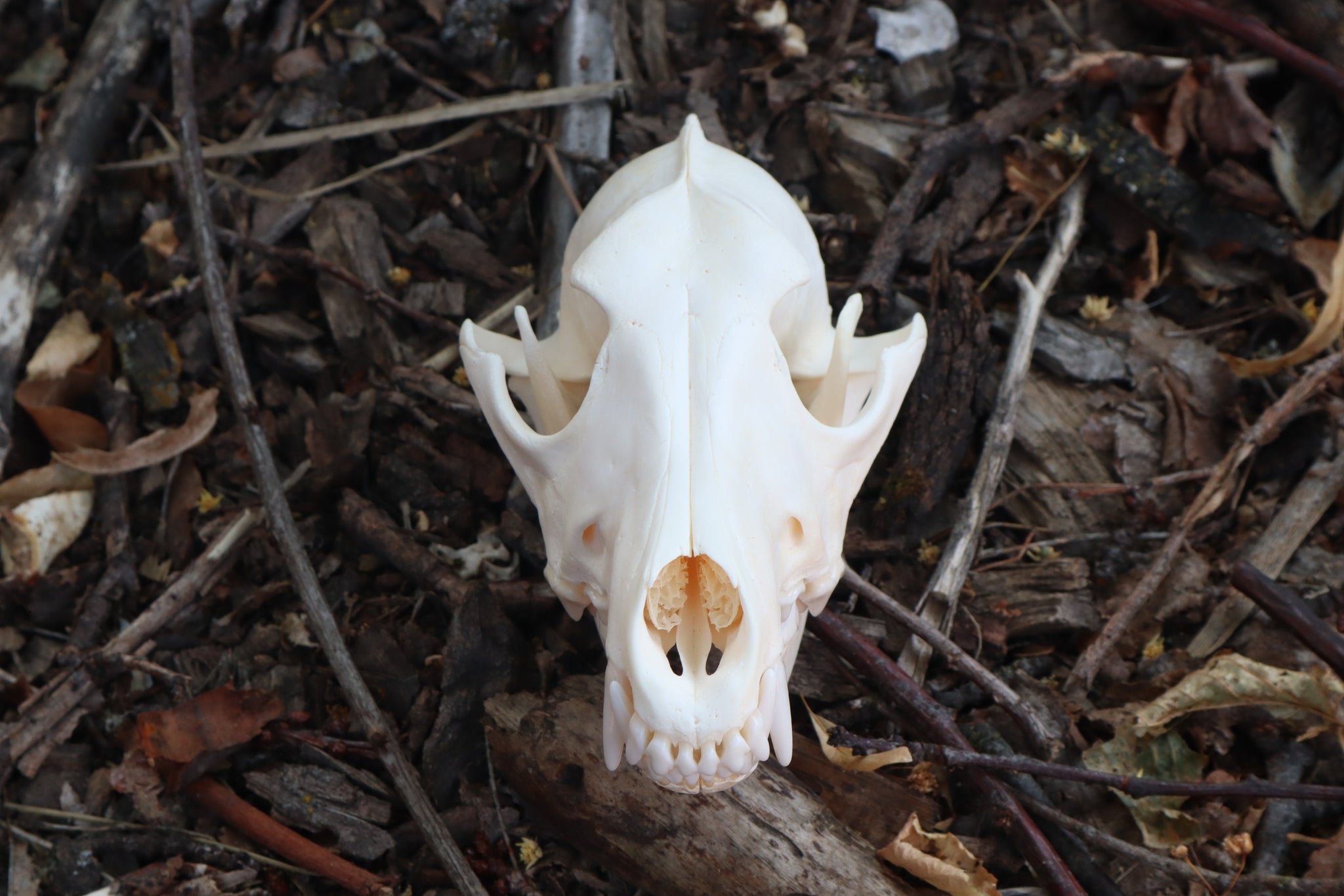 Coyote Skull