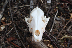 Coyote Skull