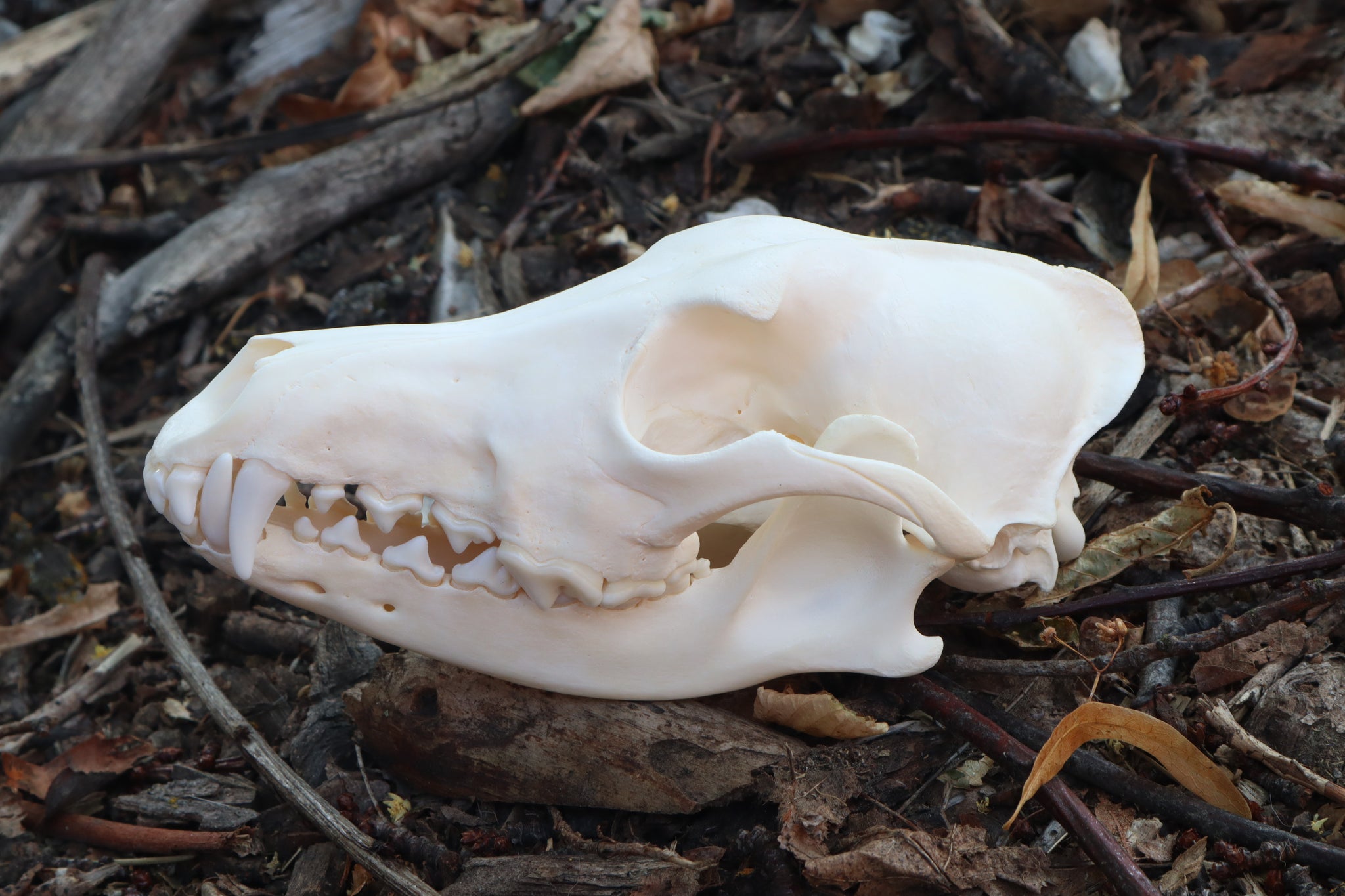 Coyote Skull