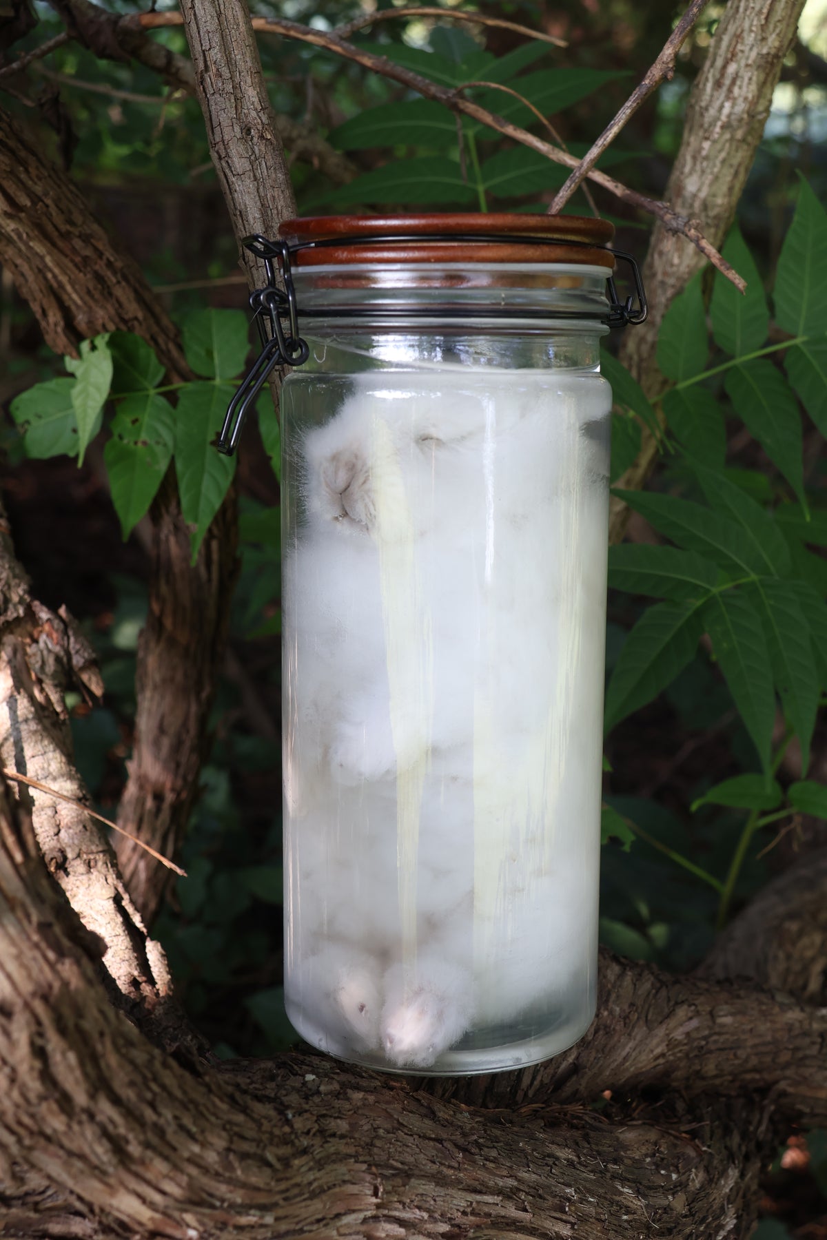 White Rabbit Wet Specimen