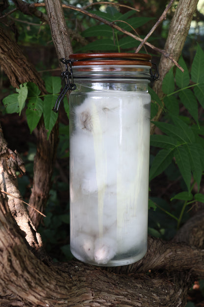 White Rabbit Wet Specimen