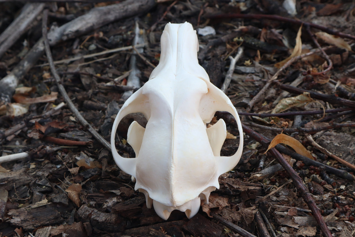 Coyote Skull