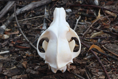 Coyote Skull