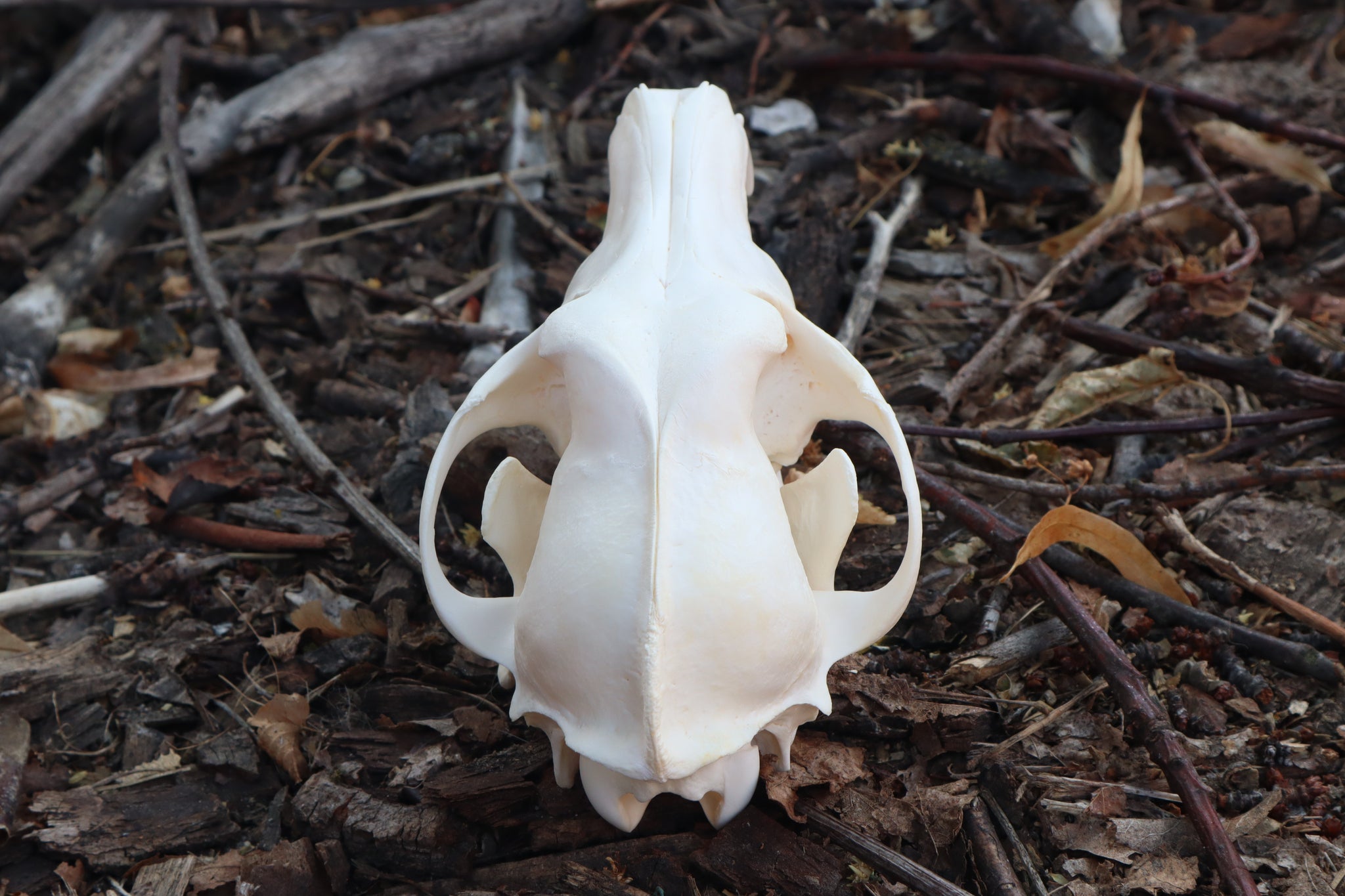 Coyote Skull