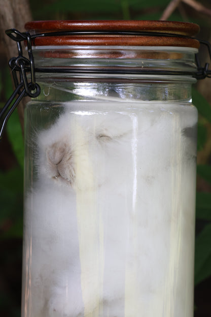 White Rabbit Wet Specimen