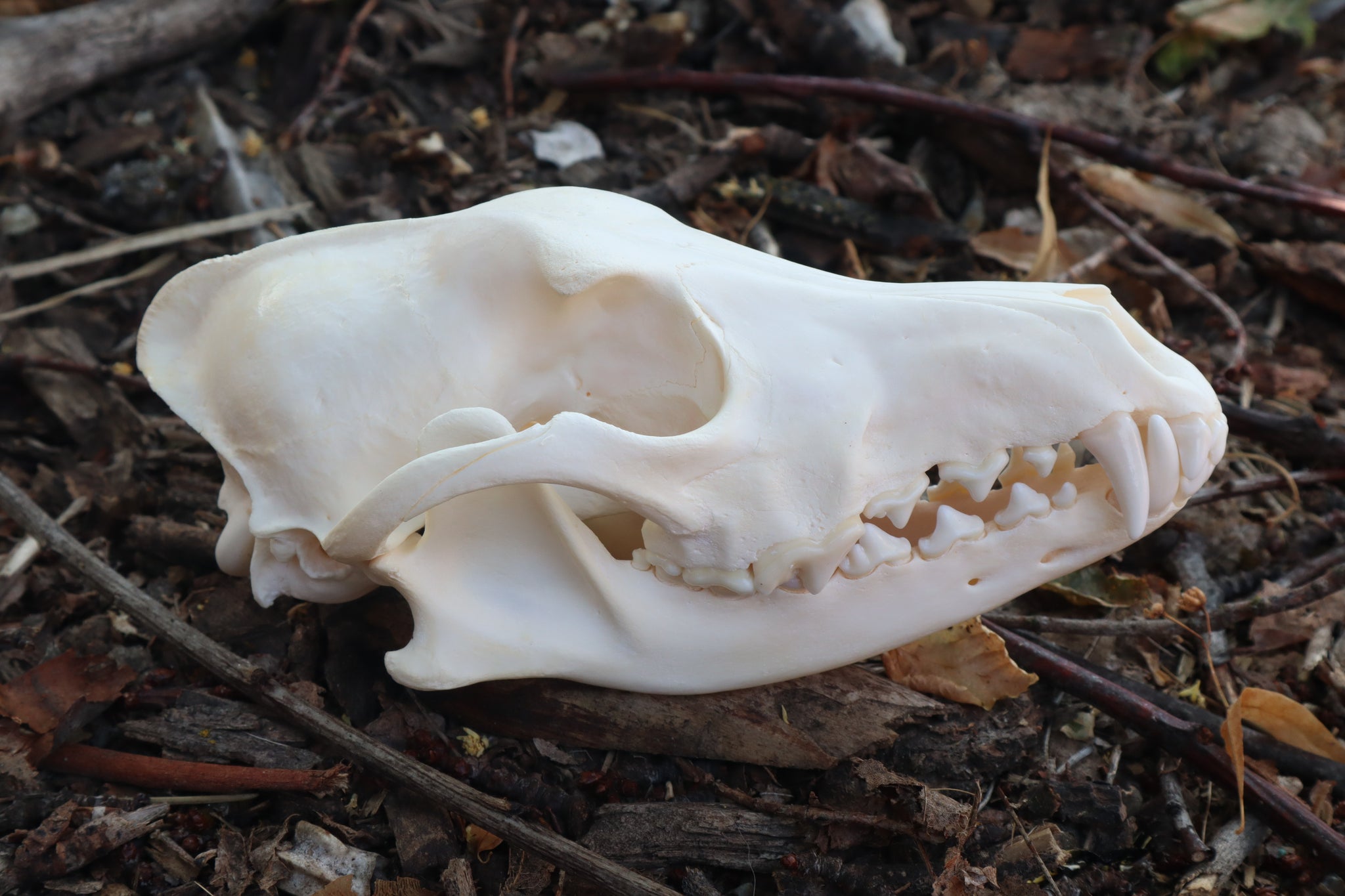 Coyote Skull