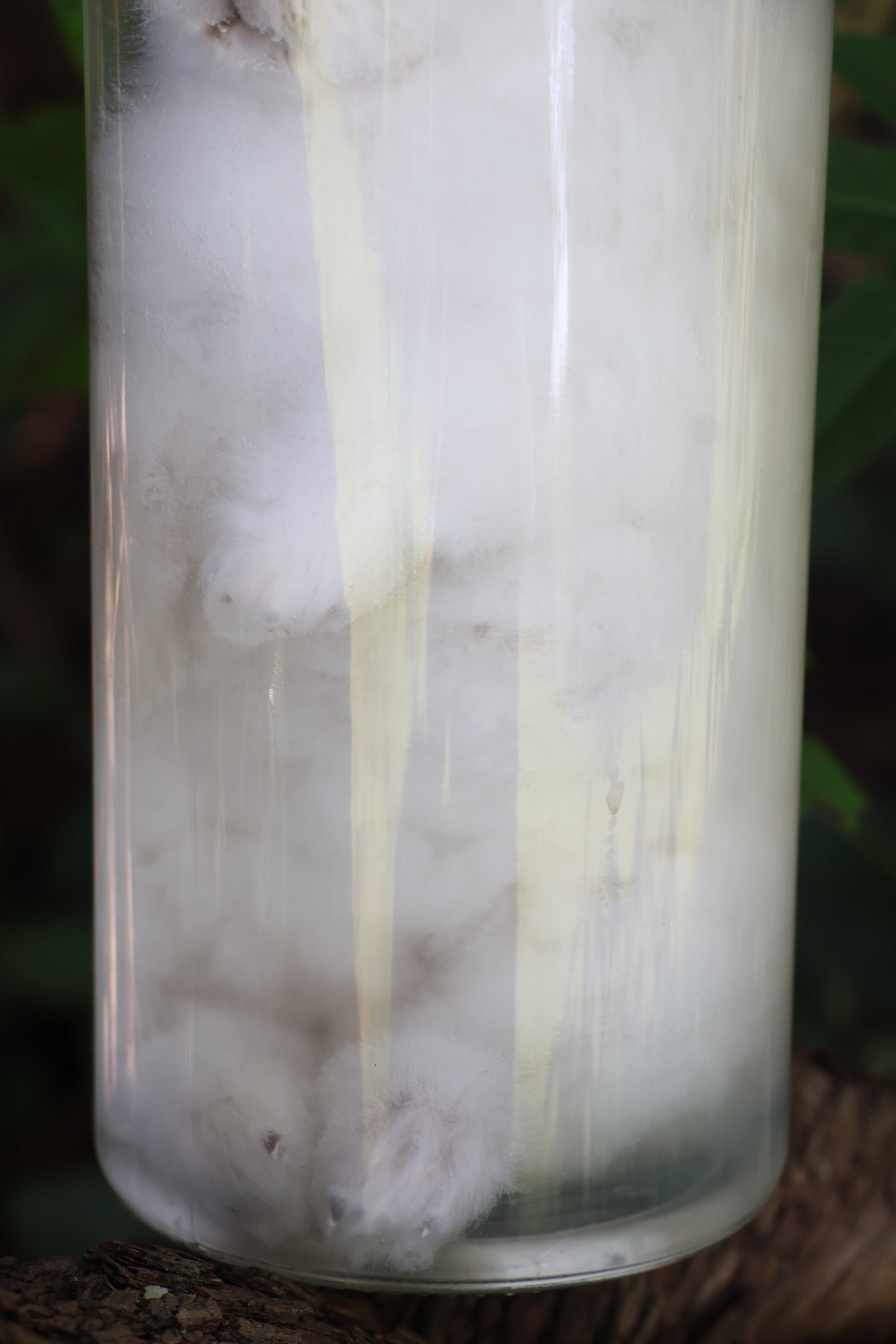 White Rabbit Wet Specimen