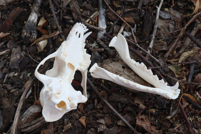 Coyote Skull