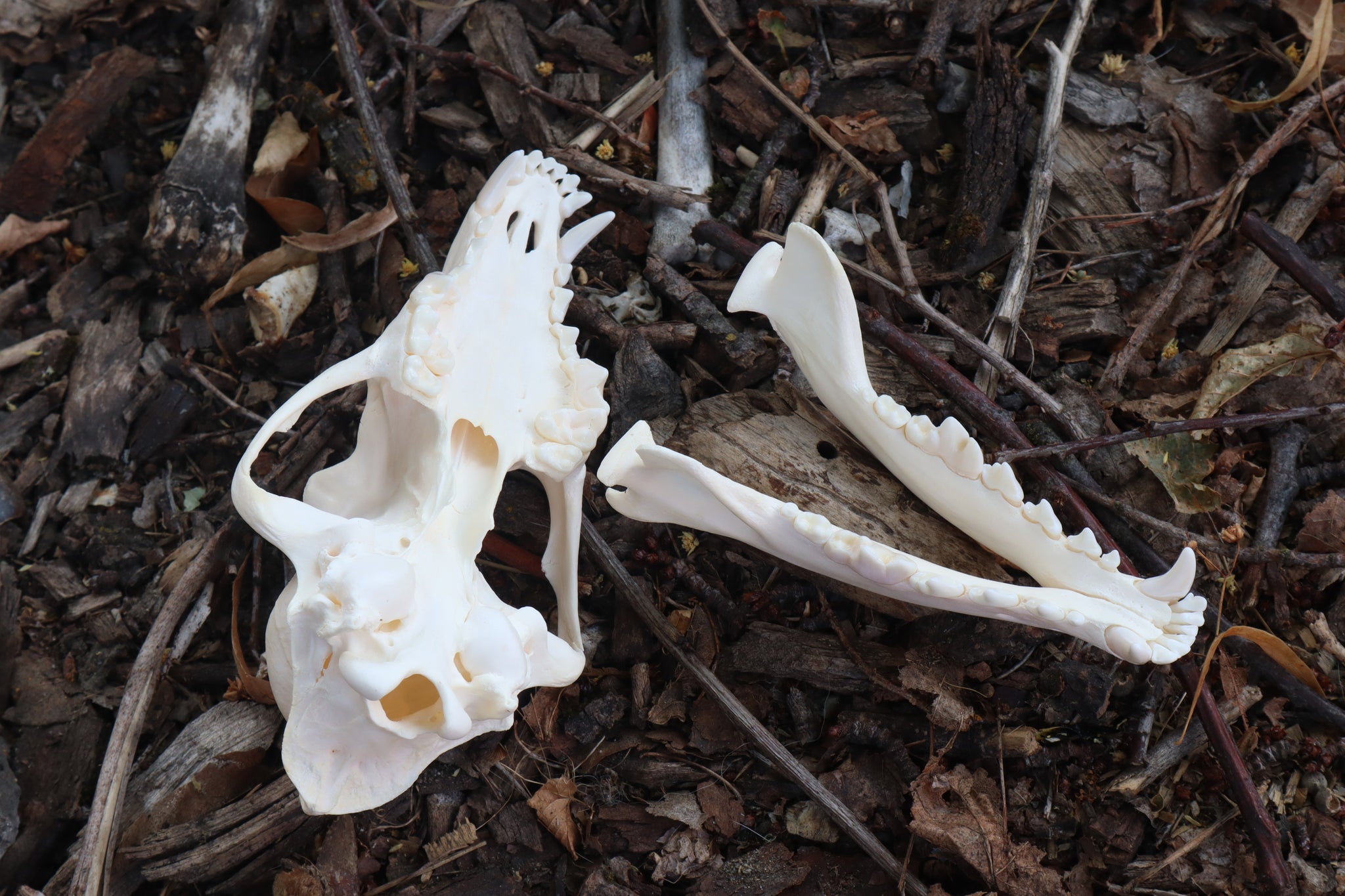 Coyote Skull