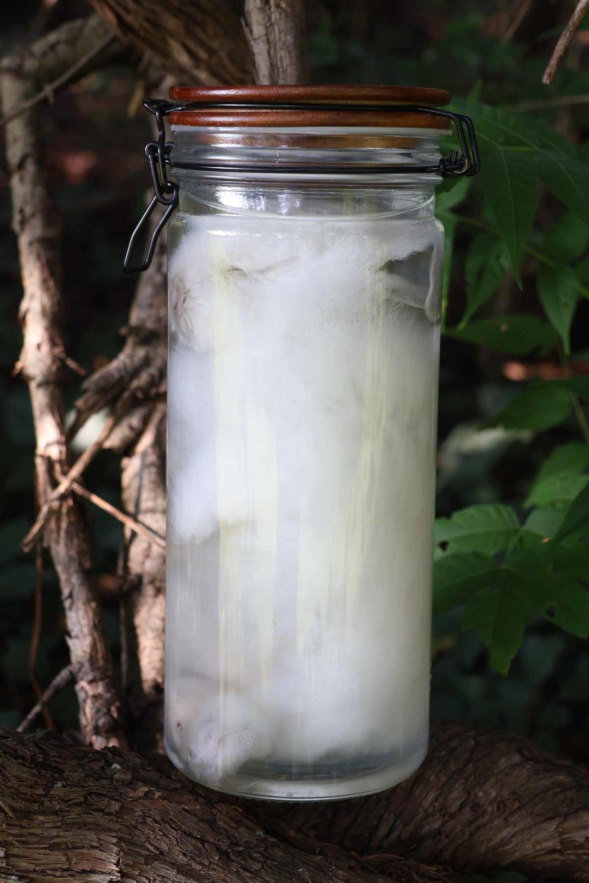 White Rabbit Wet Specimen