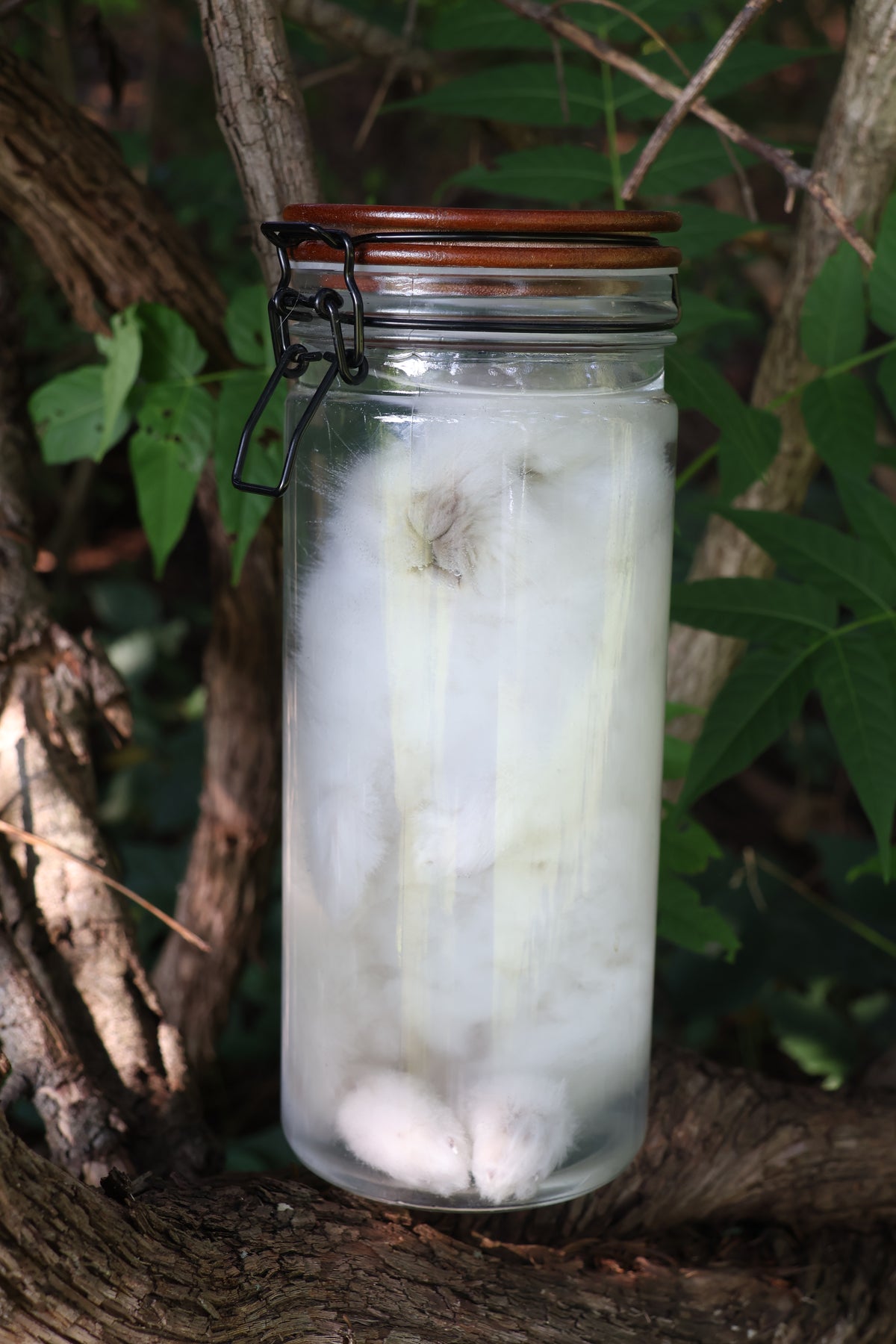 White Rabbit Wet Specimen
