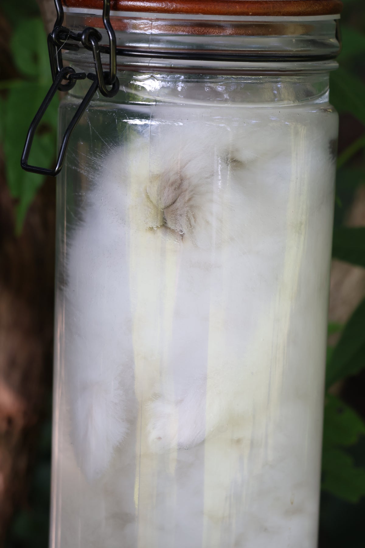 White Rabbit Wet Specimen