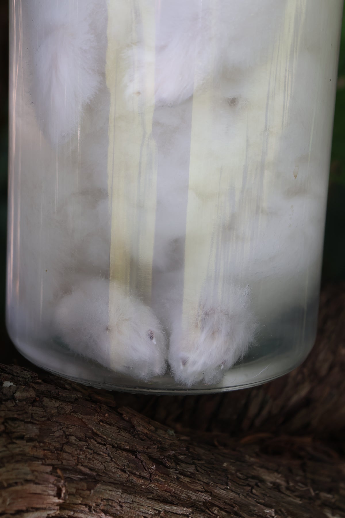 White Rabbit Wet Specimen