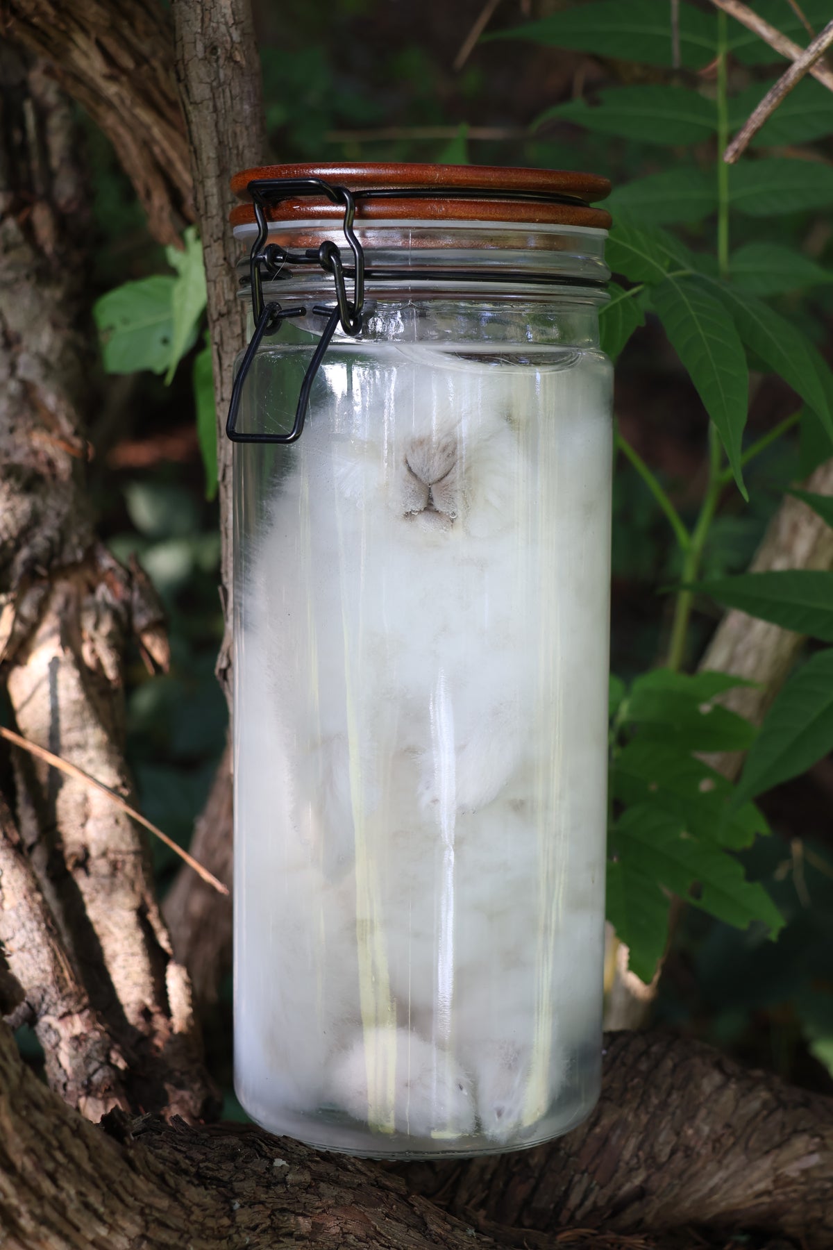 White Rabbit Wet Specimen