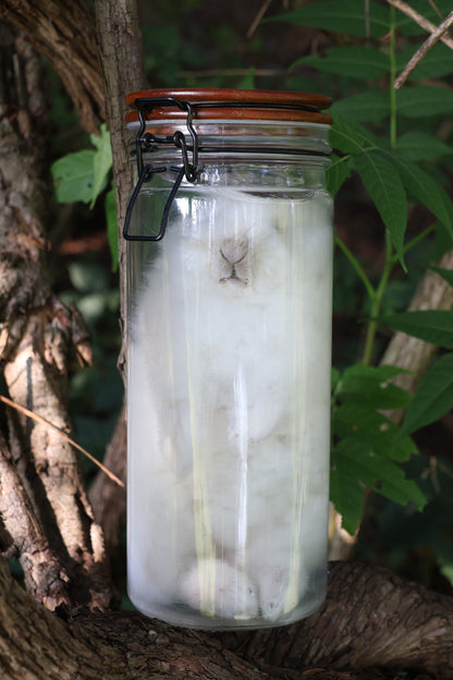 White Rabbit Wet Specimen