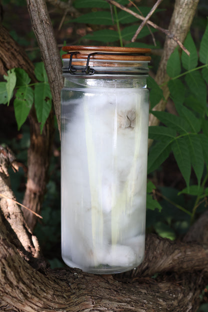 White Rabbit Wet Specimen