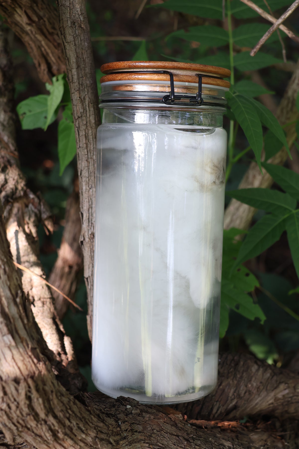 White Rabbit Wet Specimen