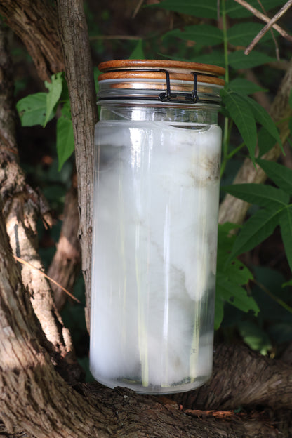 White Rabbit Wet Specimen