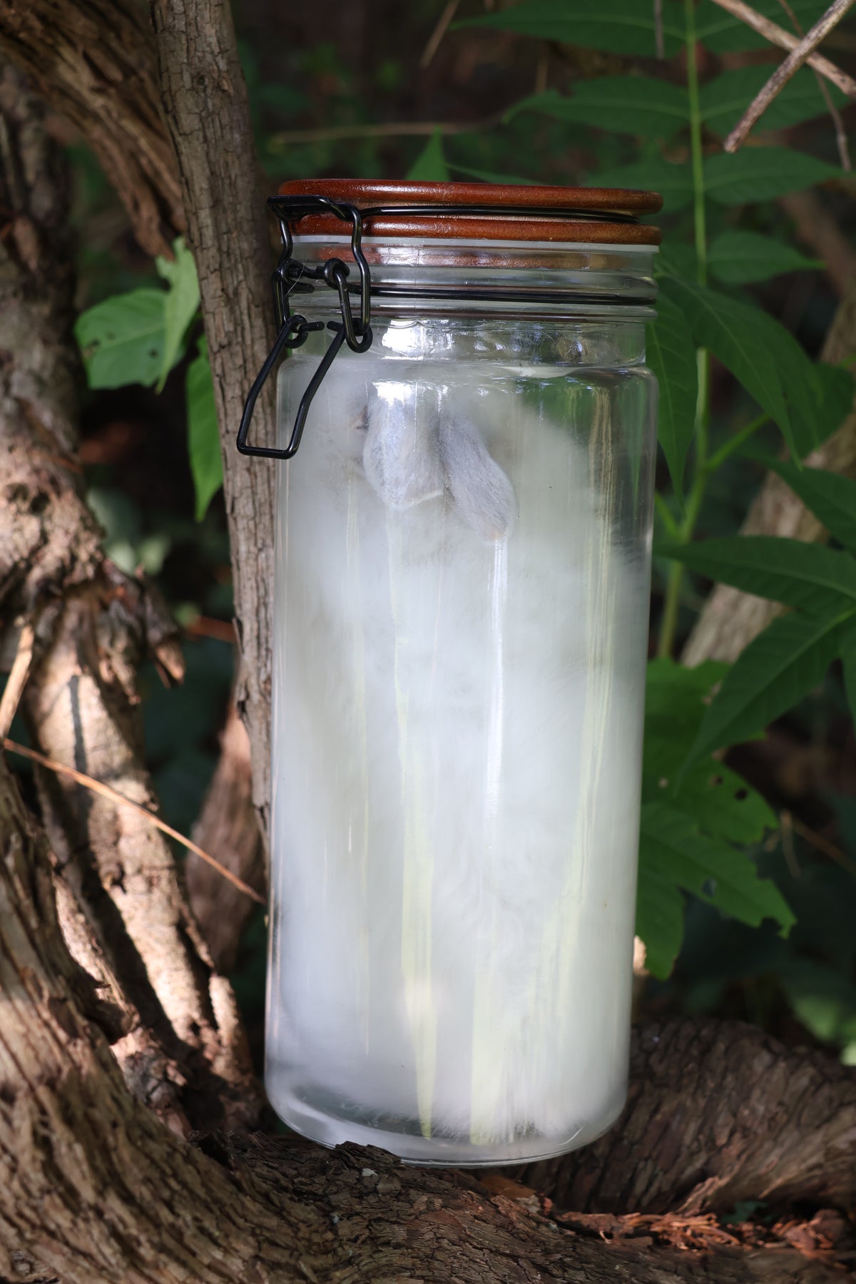 White Rabbit Wet Specimen