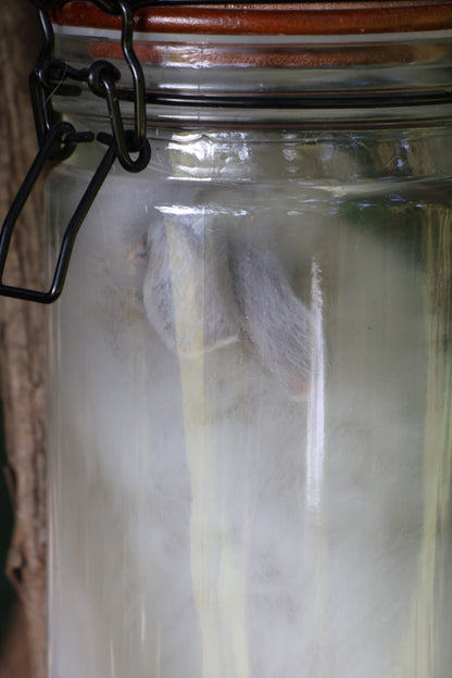 White Rabbit Wet Specimen