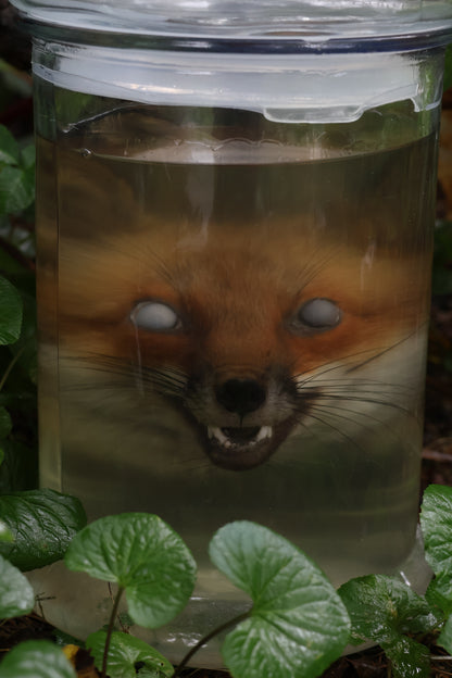 Red Fox Head Wet Specimen