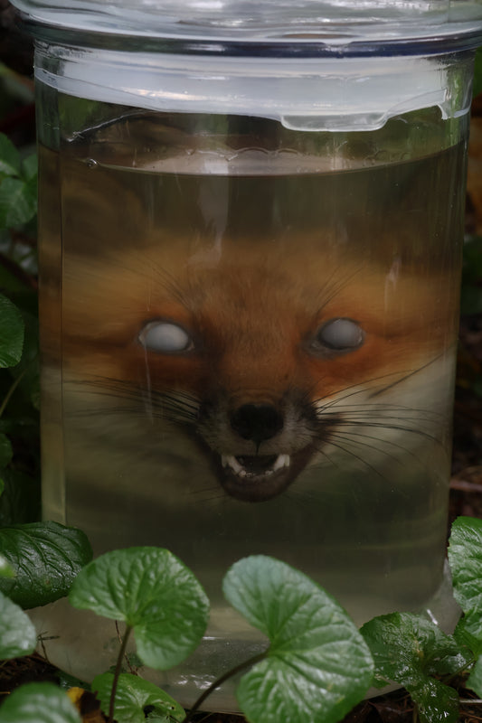 Red Fox Head Wet Specimen