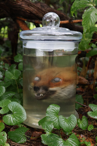 Red Fox Head Wet Specimen