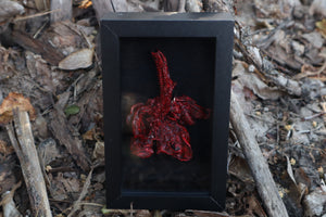 Dry Preserved Bobcat Lungs