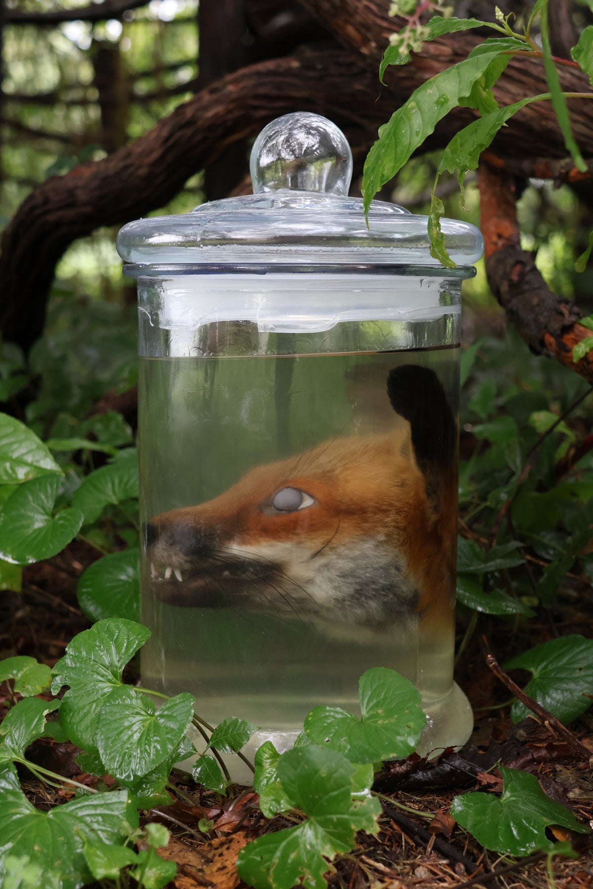 Red Fox Head Wet Specimen