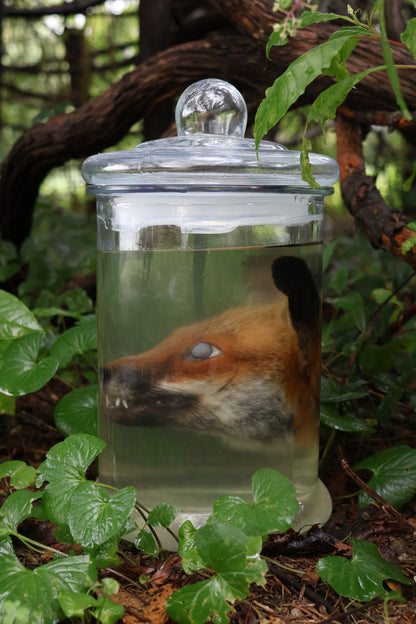 Red Fox Head Wet Specimen