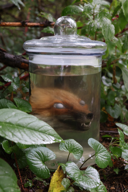 Red Fox Head Wet Specimen