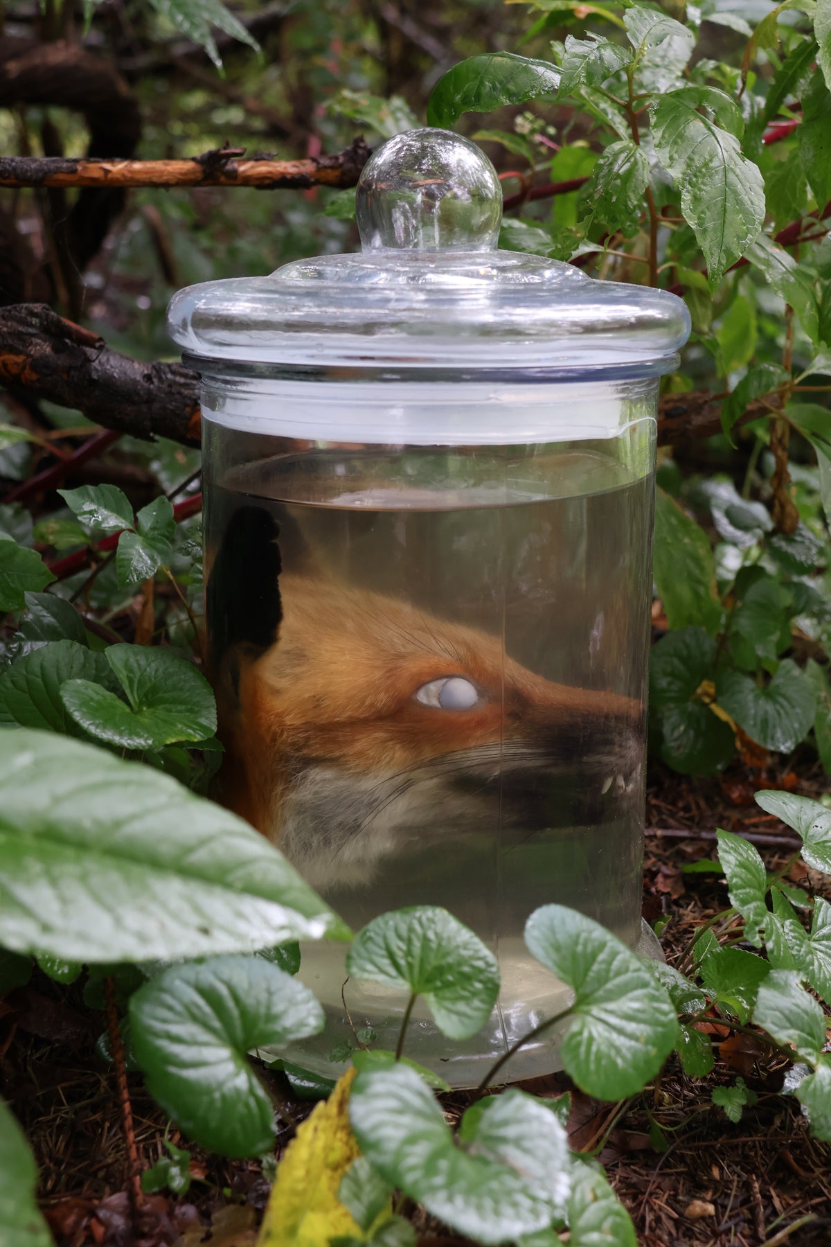 Red Fox Head Wet Specimen