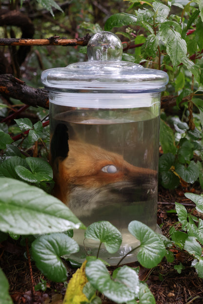 Red Fox Head Wet Specimen