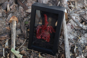 Dry Preserved Bobcat Lungs