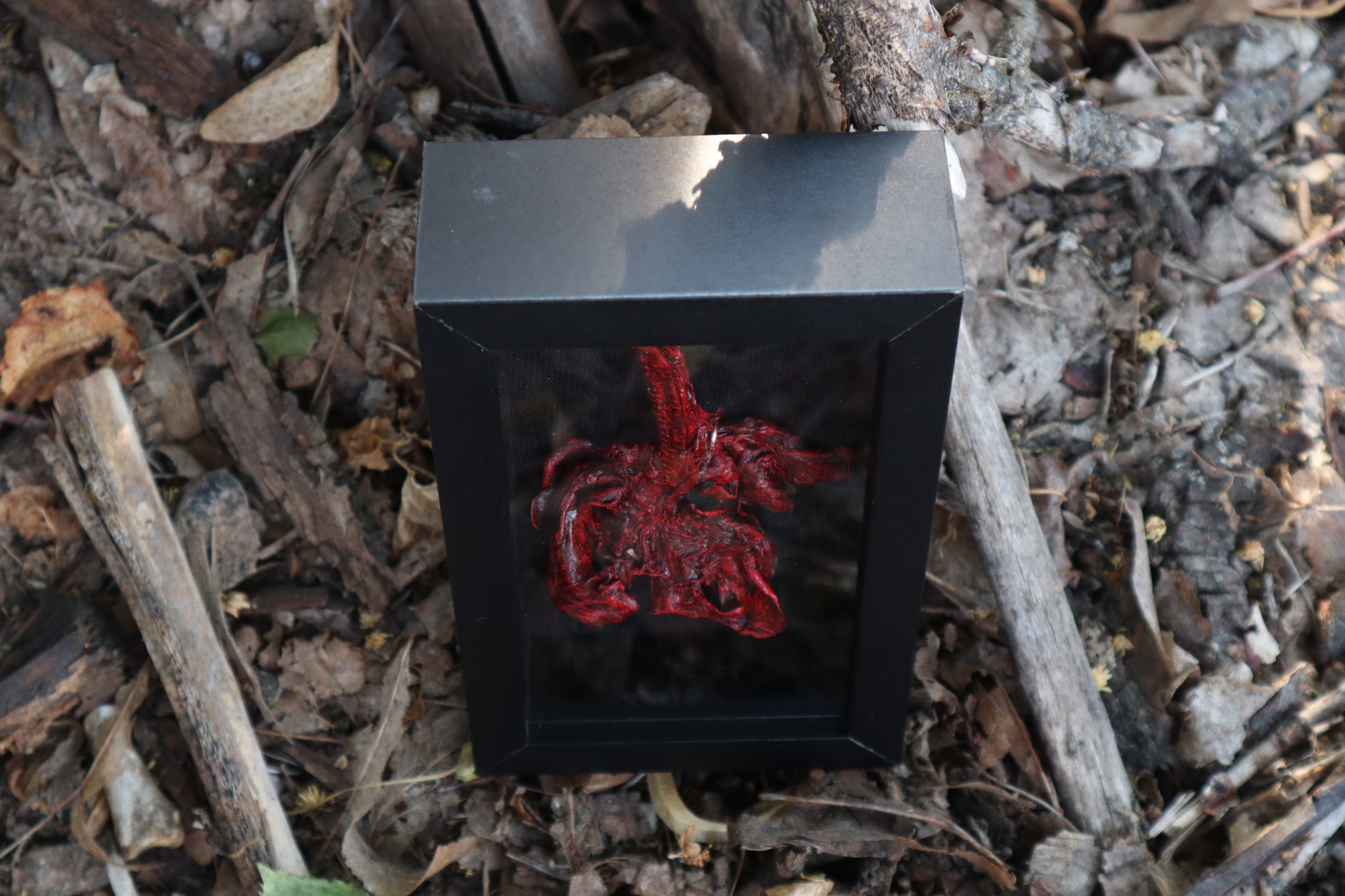 Dry Preserved Bobcat Lungs