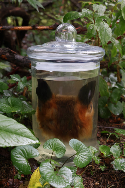 Red Fox Head Wet Specimen